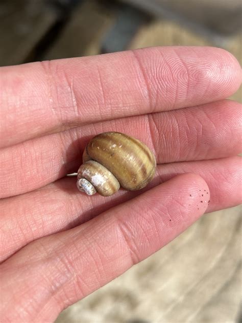 Banded Mystery Snail From Potagannissing Bay Drummond Island Township