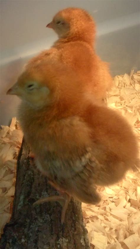How To Sex 1 Week Old Chicks Page 4 BackYard Chickens Learn How To Raise
