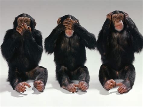 Monos No Hablo No Veo No Escucho Three Wise Monkeys Funny Animals