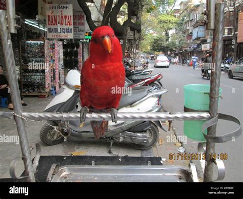 A pet lorikeet in Hanoi Stock Photo - Alamy