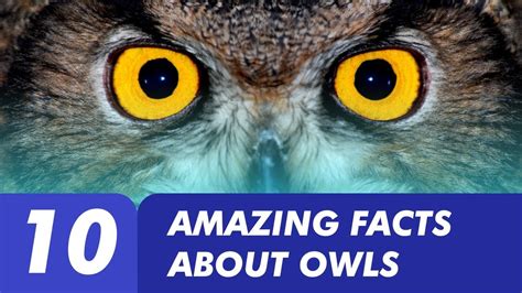 Facts About Owls Eyes