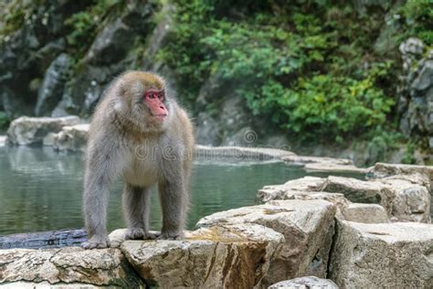 Monkey At The Hot Springs In Jigokudani Monkey Park Stock Photo Image Of Strolling Wildlife