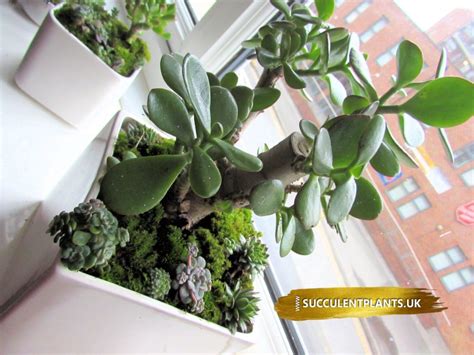 INDOOR SUCCULENTS – Succulent Plants UK