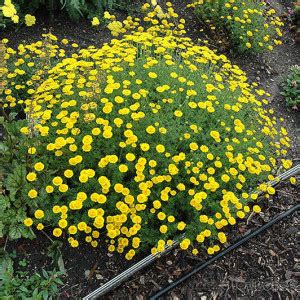 Пупавка красильная, Антемис красильный (Anthemis tinctoria)