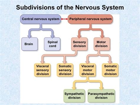 Structure Function Of Nervous System Homeostasis Flashcards Quizlet