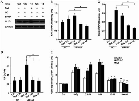 Genetic Silencing Or Pharmacological Blockade Of Kv1 3 Prevents