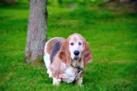 Pin By Bennetts Basset Hounds On Millie Girl The Basset Hound Basset