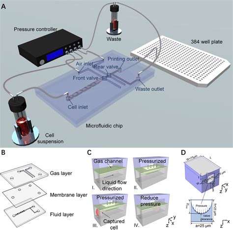The microfluidic chip with dual microvalves for single-cell screening ... 