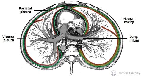 The Pleurae Visceral Parietal Teachmeanatomy