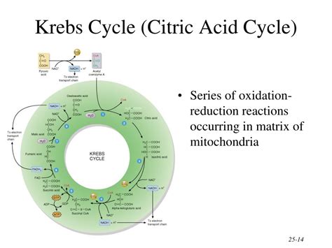 Ppt Metabolism Powerpoint Presentation Free Download Id9542706