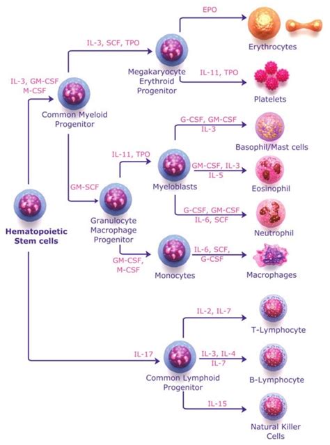 Scf Stem Cell Factor