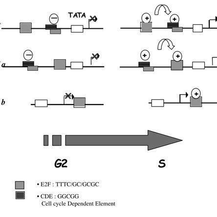 Structural organization of E2F factors in plants compared to mammals ... 