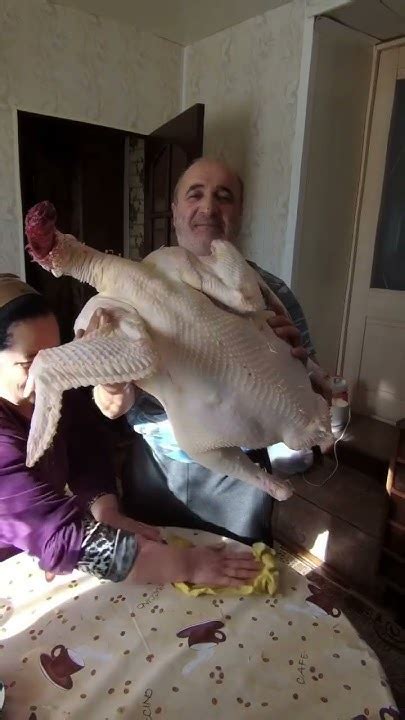 Домашняя индейка #деревня #мясо #индейка #ферма - YouTube