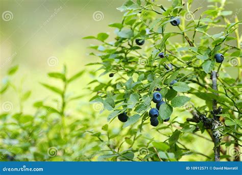 Blueberry bush stock image. Image of green, bush, wild - 10912571