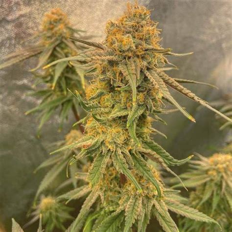 Ripper Seeds Amnesia Haze X Purple Punch Grow Journal Week12 By