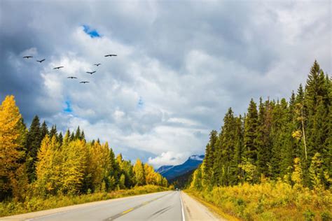 80+ Icefields Parkway Highway 93 Alberta Canada Stock Photos, Pictures & Royalty-Free Images ...