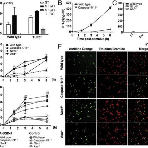 Cytosolic Pathways Induced By Flagellin Flagellin Delivered To Cell