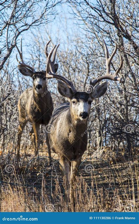 Two Buck Deer Walking Down A Forest Path Stock Photo Image Of Fuzzy