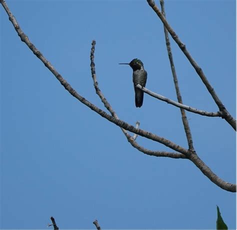 Broad Tailed Hummingbird From Denver Audubon Nature Center On July 19