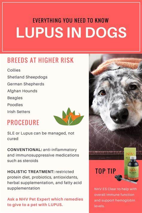 Can Autoimmune Disease In Dogs Be Cured