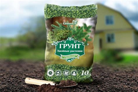 Грунт для хвойных растений: как выбрать, что влияет на состав, как ...