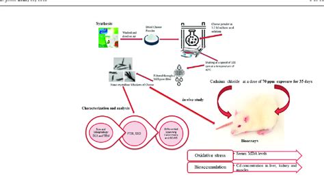 Schematic illustration of the experimental design. | Download ...