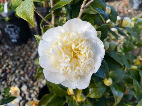 Camellia X Williamsii Jurys Yellow Camellia Leafland Limited