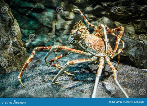 Cangrejo De Araña Japonés Kaempferi Del Macrocheira Foto De Archivo