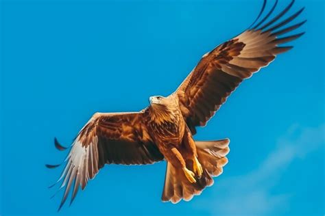 Premium AI Image | Eagle flying in the sky