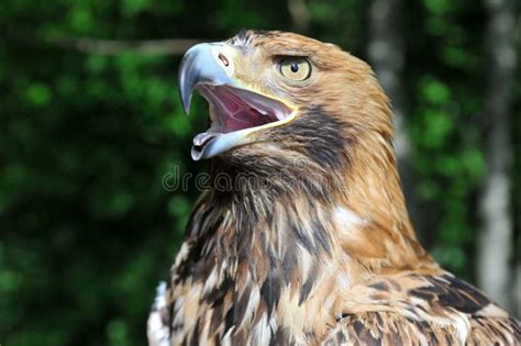 Hawk's Head With Open Beak Stock Photo - Image: 16260110