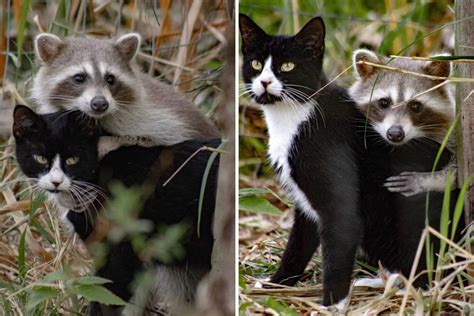 Woman Not Prepared for What She Finds in Yard—'Not My Cat, Not My Raccoon' - Newsweek