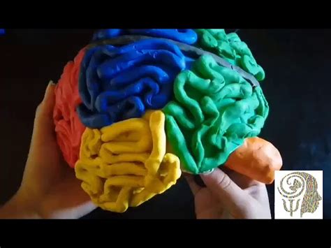 Esta Noche Mansedumbre Oficiales Cerebro Hecho De Plastilina Formar