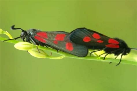 Solve Vřetenušky jigsaw puzzle online with 54 pieces