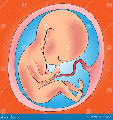 Desarrollo Prenatal