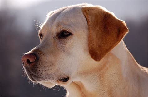 The Labrador Retriever - Ultimate Breed Information Guide | Your Dog Advisor