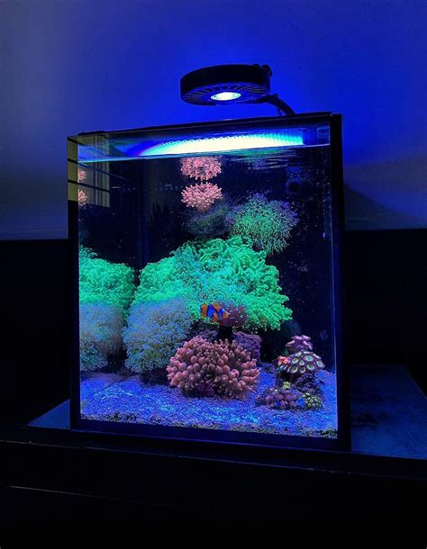 My Octospawn Dominated Nano Reef Scrolller