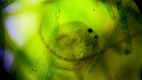 Wildlife Under the Microscope! « NORTHWEST WILDLIFE ONLINE