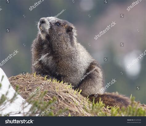 Hoary Marmot Emerging From Hibernation Stock Photo 81225538 : Shutterstock