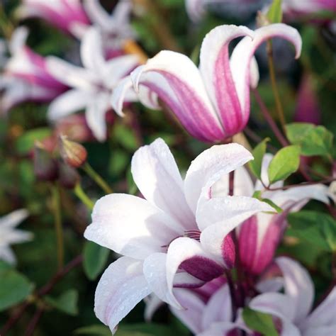 Princess Kate Clematis (Clematis Princess Kate) at Wayside Gardens ...