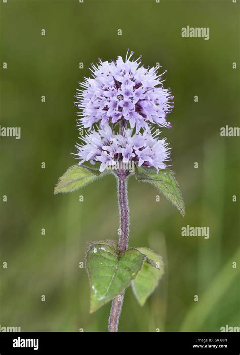 Water Mint Mentha Aquatica Stock Photo Alamy