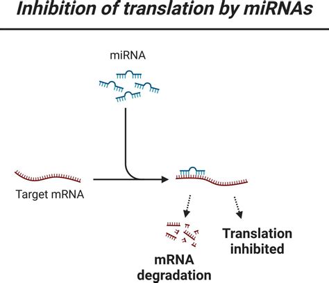 Frontiers Precision Machine Learning To Understand Micro RNA