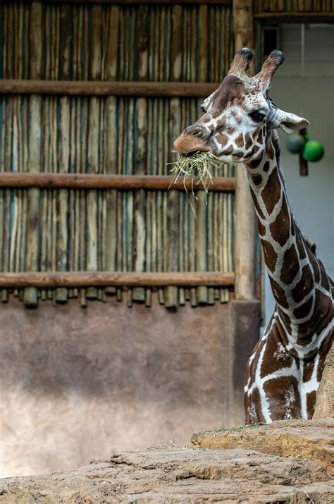 Person Feeding Giraffe · Free Stock Photo