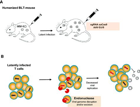 In Vivo Excision Of Latent Hiv A Hiv Infection Establishment Of