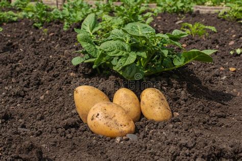 Tubérculos De Batata Branca E Rebentos De Batata No Fundo Do Solo a