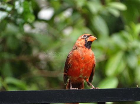 Bird Cardinal Masculino Vermelho Foto De Stock Imagem De Folhas