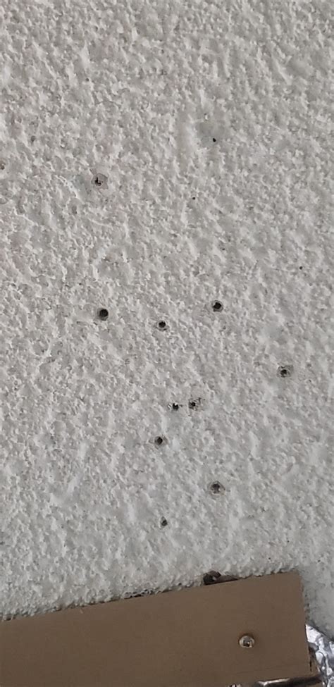 Are These Termites Termites