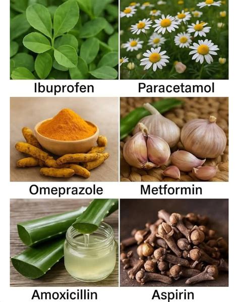 Easy - 🌿 6 Natural Alternatives to Popular Medicines You Need to Know