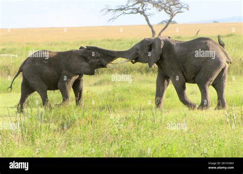 Two Competing Male African Bush Elephants Loxodonta Africana