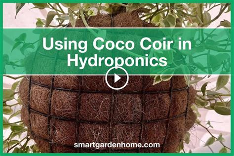 Guide For Using Coco Coir In Hydroponics Smart Garden And Home