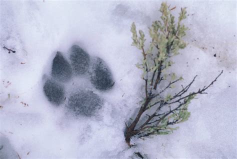 WOL009 00048 Joel Sartore